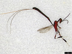 Gasteruption longicolle