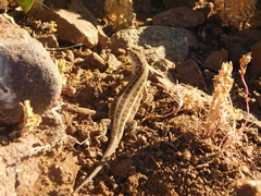 Liolaemus pseudolemniscatus