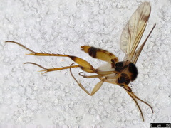 Ateleia spadicithorax