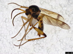 Ateleia spadicithorax