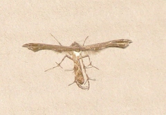 Michaelophorus indentatus
