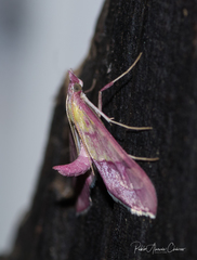 Choristostigma perpulchralis