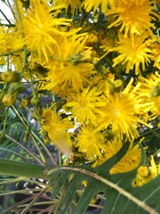 Sonchus palmensis