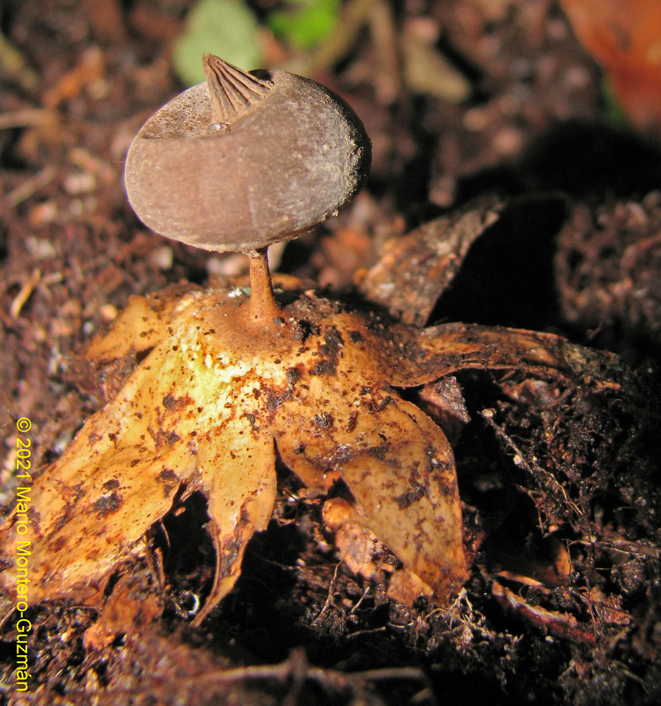 Geastrum plicatum