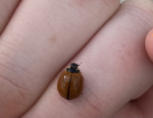 V-marked Lady Beetle photographed in Florida