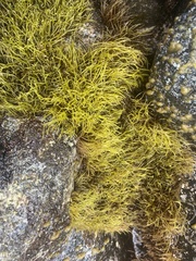 Ahnfeltiopsis concinna