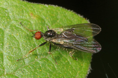 Hybotinae