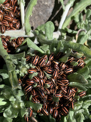 Paranaemia vittigera