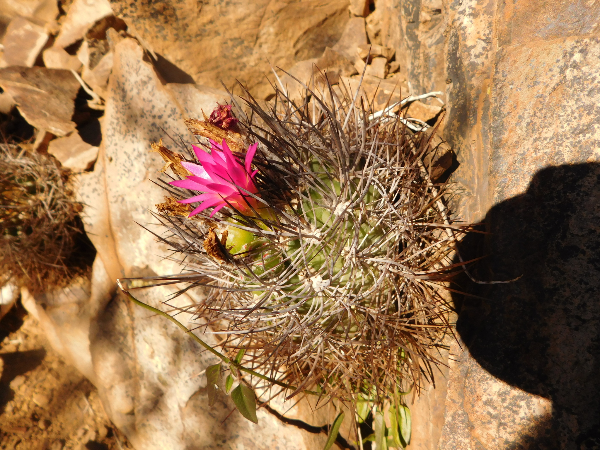 Genus Eriosyce · iNaturalist