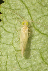 Xanthocaecilius sommermanae
