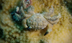 Pilodius areolatus