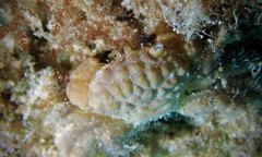 Pilodius areolatus