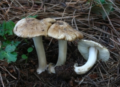 Inocybe albodisca
