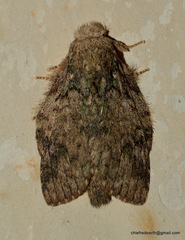 Stauropus alternus
