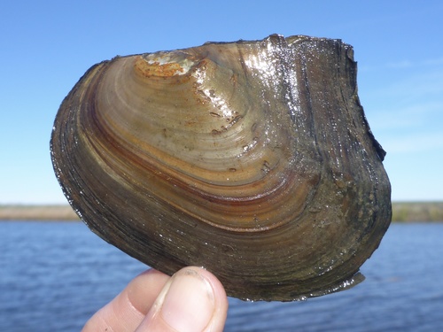 Anodonta nuttalliana I.Lea, 1838