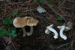 Inocybe albodisca