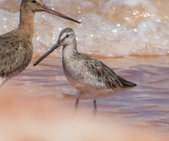 Limnodromus semipalmatus