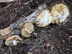 Pholiota olivaceophylla