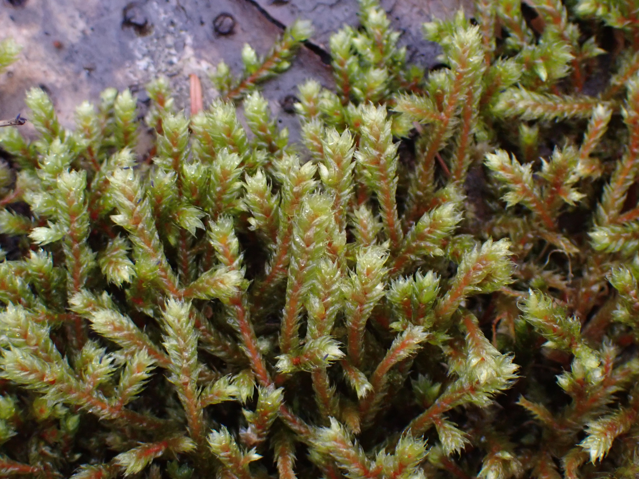 Antitrichia