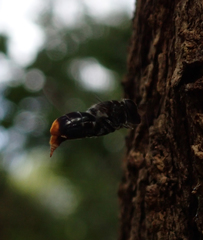 Malometasternum rufocaudatum
