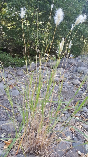 Bothriochloa barbinodis