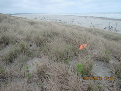 Scotophaeus pretiosus