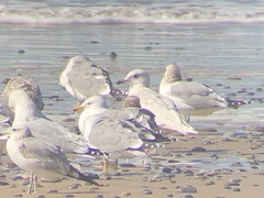 Larus glaucescens × hyperboreus