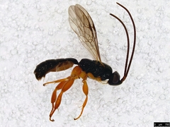 Hypsicera