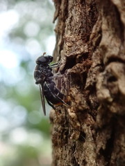 Malometasternum rufocaudatum