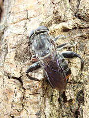 Malometasternum rufocaudatum
