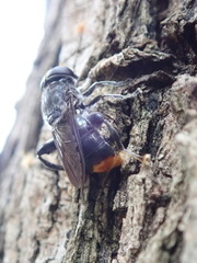 Malometasternum rufocaudatum
