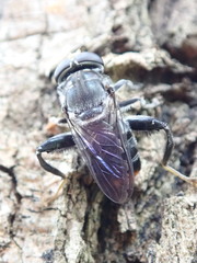 Malometasternum rufocaudatum