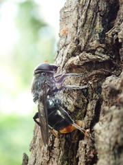 Malometasternum rufocaudatum