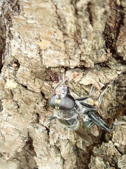 Malometasternum rufocaudatum