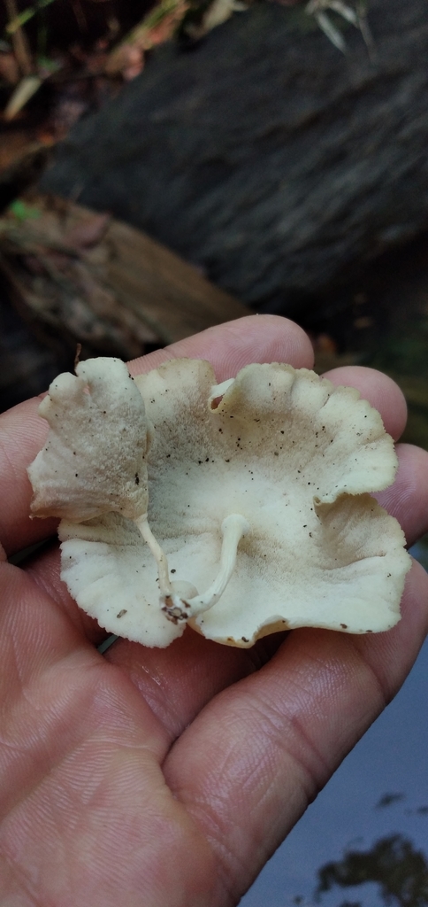 Picipes virgatus
