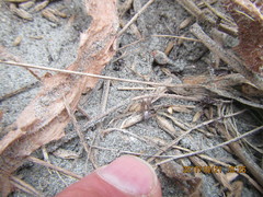 Scotophaeus pretiosus