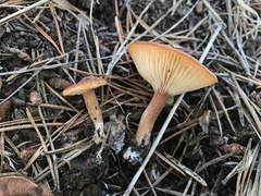 Bonomyces