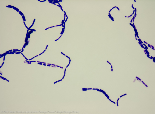 Bacillus megaterium · iNaturalist