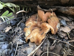 Gyromitra perlata