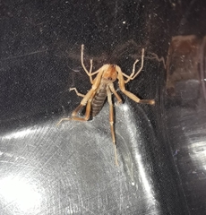 Procleobis patagonicus