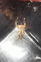 Procleobis patagonicus