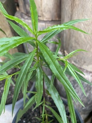 Myoporum bateae