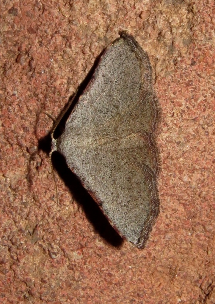 Corgatha micropolia