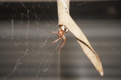 Phonognatha graeffei