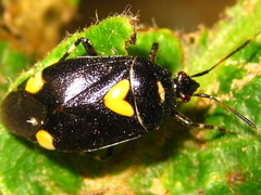 Deraeocoris sanghonami