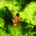 Hemilea infuscata - Photo 由 onidiras-iNaturalist 所上傳的 (c) onidiras-iNaturalist，保留部份權利CC BY-NC