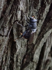 Malometasternum rufocaudatum