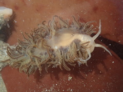 Fiona pinnata