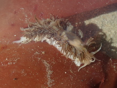 Fiona pinnata
