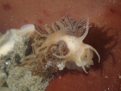 Fiona pinnata